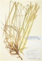 藏品(沙地須芒草)的圖片